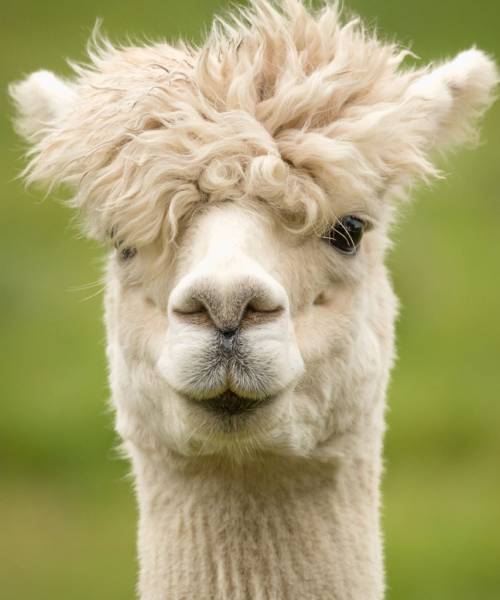Porträt von einem beigen, flauschigen Alpaka, das direkt in die Kamera schaut.